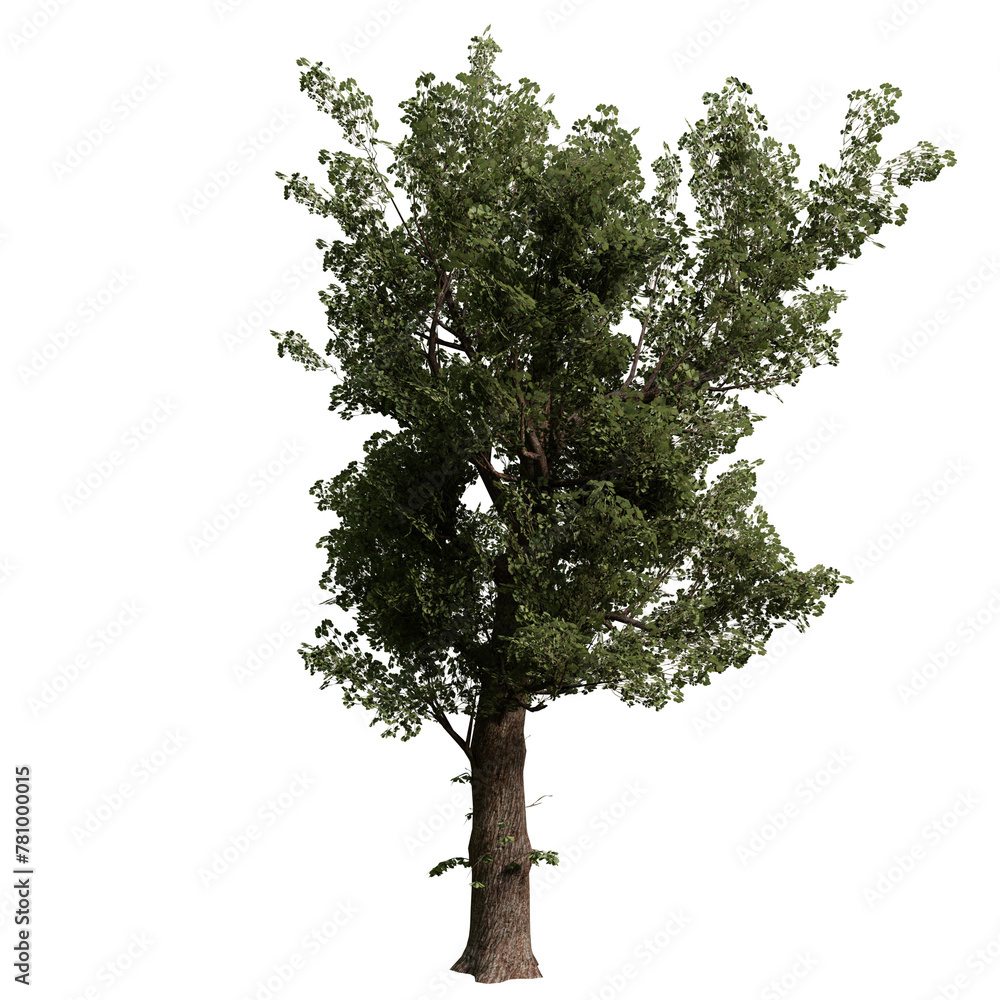 Obraz premium Alder tree isolated on white background with a high resolution