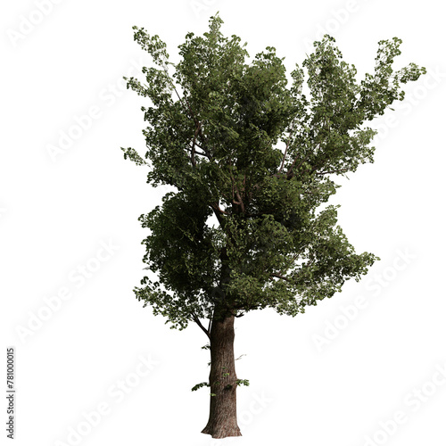 Alder tree isolated on white background with a high resolution