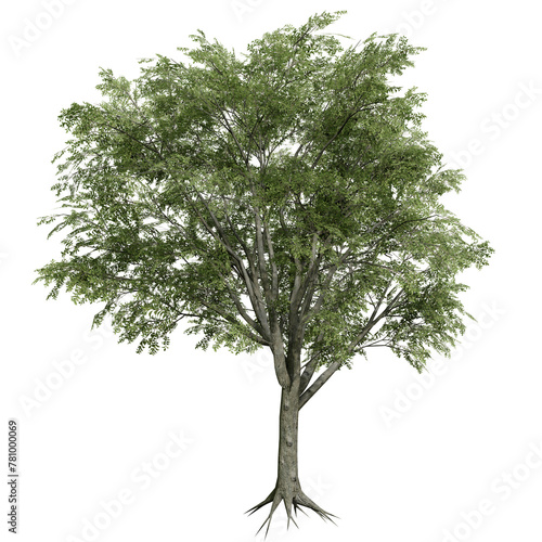 American Elm tree isolated on white background with a high resolution photo