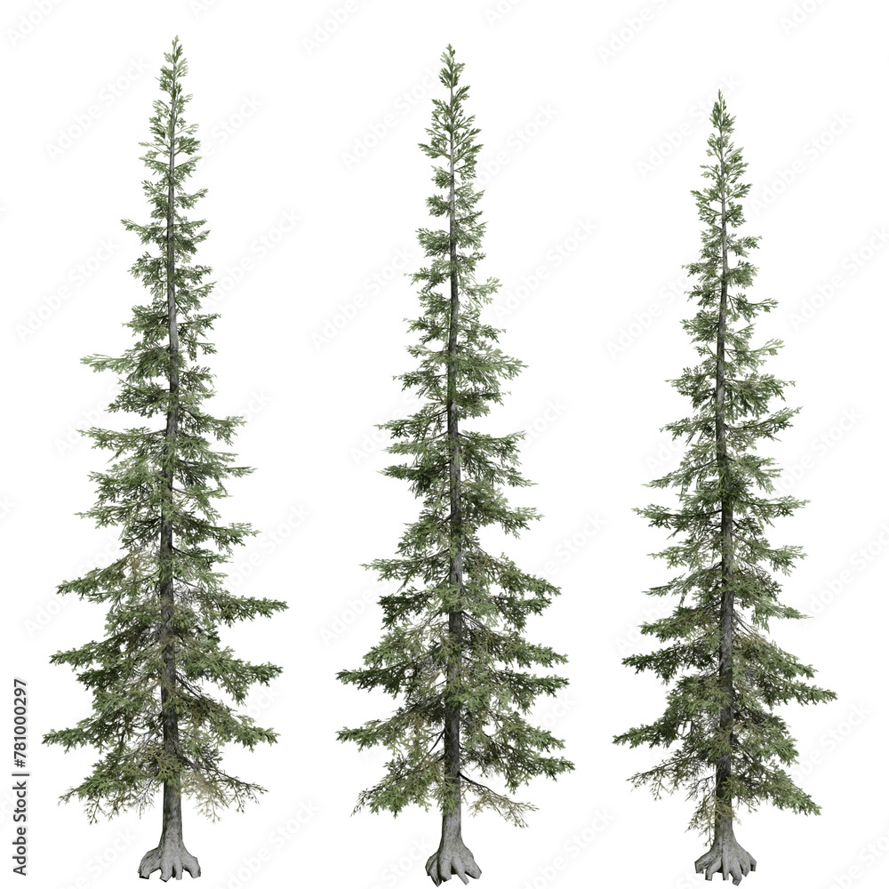 subalpine fir tree isolated on white background with a high resolution