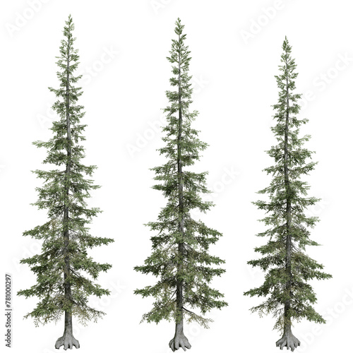 subalpine fir tree isolated on white background with a high resolution