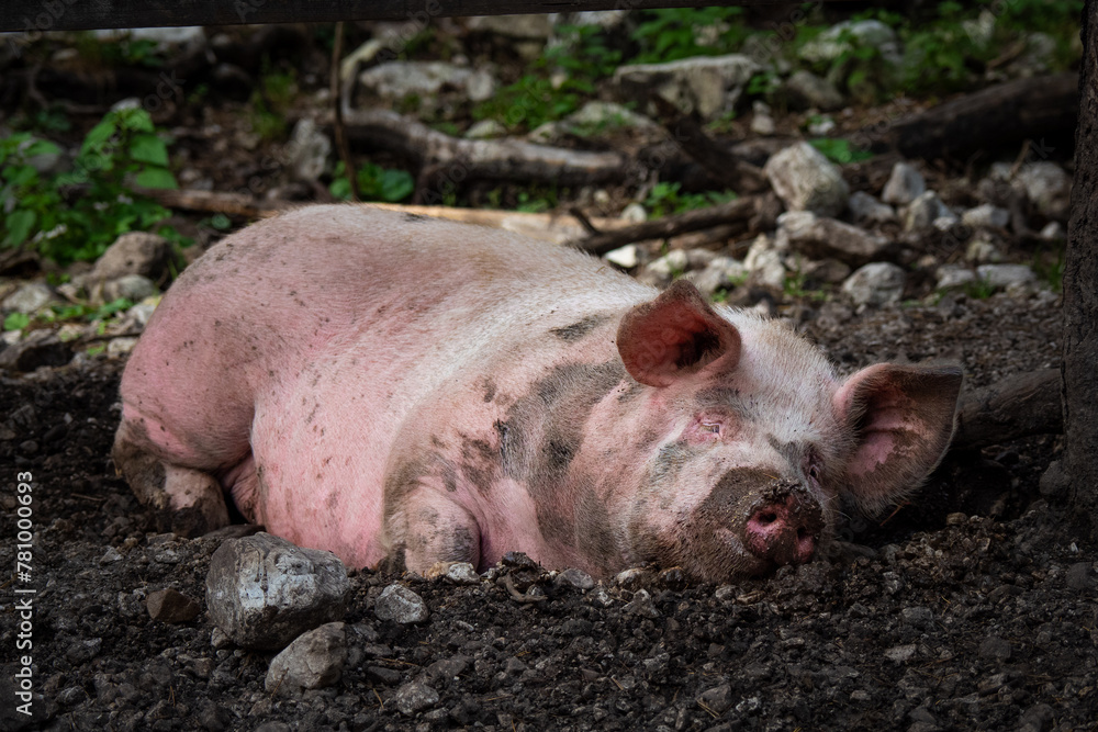 Free range pigs living their best life in the forest Free range pigs living their best life in the forest
