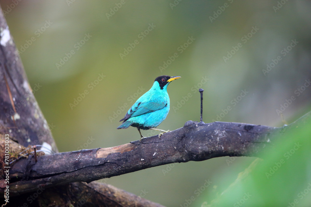 Green honeycreeper (Chlorophanes spiza caerulescens) is a small bird in the tanager family. This photo was taken in Ecuador. Green honeycreeper (Chlorophanes spiza caerulescens) is a small bird in the tanager family. This photo was taken in Ecuador.