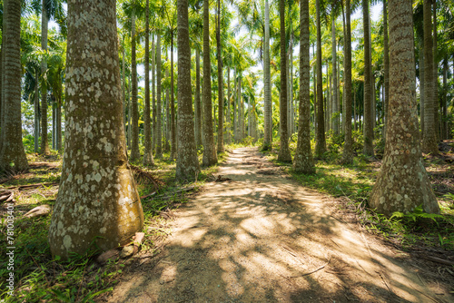 Palm tree jungle near Muse Lake in Qiongzhong  Hainan  China