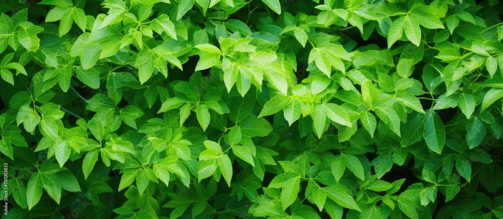 Lush green plant featuring vibrant leaves captured up close, showcasing natural beauty and freshness Lush green plant featuring vibrant leaves captured up close, showcasing natural beauty and freshness