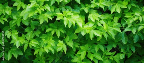 Wallpaper Mural Lush green plant featuring vibrant leaves captured up close, showcasing natural beauty and freshness Torontodigital.ca