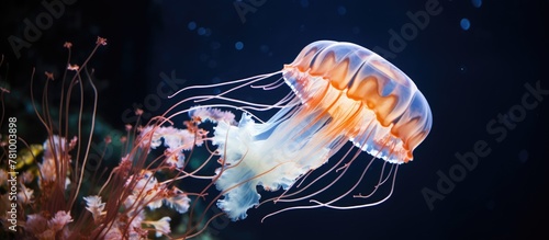Graceful jellyfish swim in an aquarium, their ethereal forms illuminated against the dark background