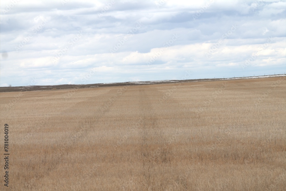tracks in a wheat feild