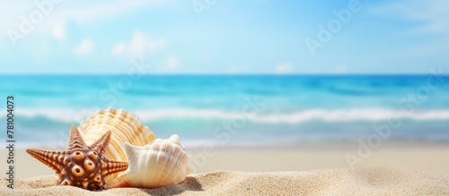 Close-up of a beautiful shell resting on the sandy shore near the ocean, under the sunny sky © Ilgun