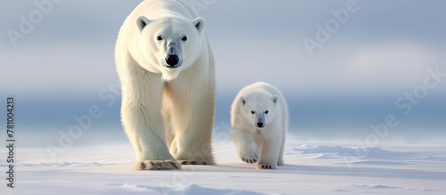 Polar bears, large mammals with white fur and black skin, sauntering together in a snowy landscape photo
