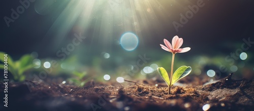 The image showcases a small plant sprouting from the earth, symbolizing growth and new beginnings.