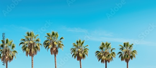 Row of graceful palm trees standing in formation under a bright blue sky