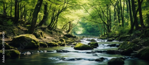 Babbling stream meanders gently amidst a verdant forest teeming with moss-covered rocks and boulders photo