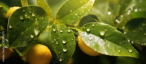 Clustered ripe oranges covered in water droplets dangle from lush tree branches exuding freshness