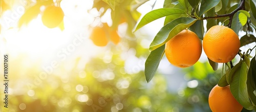 Oranges hanging from branches alongside vibrant leaves in a natural setting under the sun photo