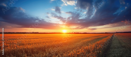The golden wheat field radiates warmth as the sun sets in the background, casting a beautiful glow on the surroundings.