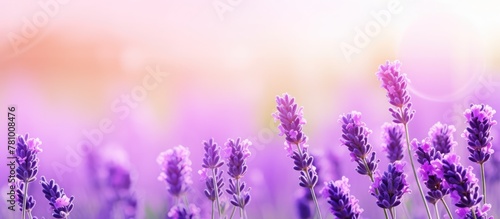 Lavender flowers blooming in a picturesque field with a beautifully blurred background creating a serene scene