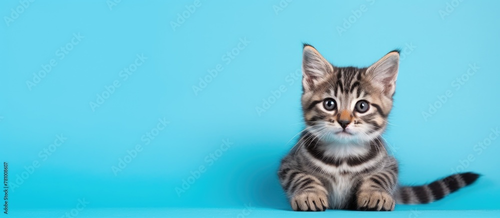 Adorable small cat resting on a smooth blue tabletop Adorable small cat resting on a smooth blue tabletop