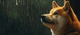 Curious dog gazes upwards at the falling raindrops, intrigued by the weather above