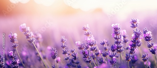 Beautiful lavender flowers blooming in a field under the warm sun's rays