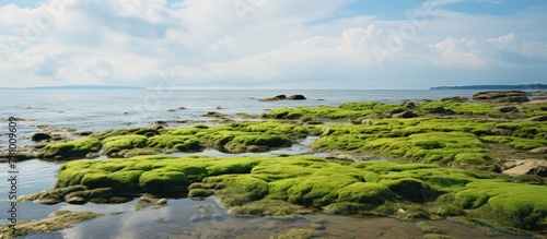 Moss of a green hue flourishing on stones submerged in water at the beach shores © Ilgun