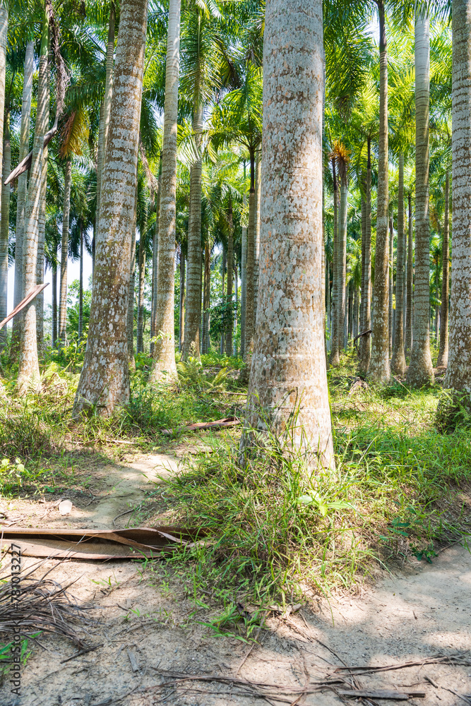Palm tree jungle near Muse Lake in Qiongzhong, Hainan, China Palm tree jungle near Muse Lake in Qiongzhong, Hainan, China