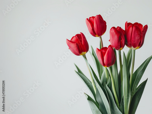 Cluster of red tulips with yellow edges isolated on white background in a studio setting