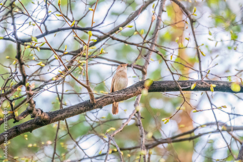 Thrush Nightingale, Luscinia luscinia. A bird sits on a tree branch and sings photo