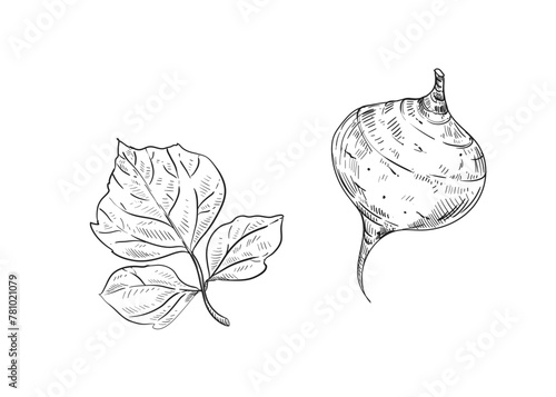 Hand drawn sketch black and white illustration of turnip jicama, root, leaf. Vector illustration. Elements in graphic style label, sticker, menu, package. Engraved style illustration.