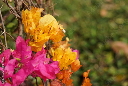 Beautiful flowers in summer bougainvillea photo