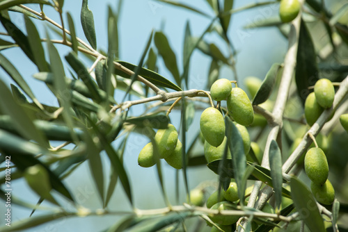 green olives hanging on tree lima peru