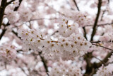 beautiful branches of cherry blossoms on the tree Sakura flowers during spring season in the park