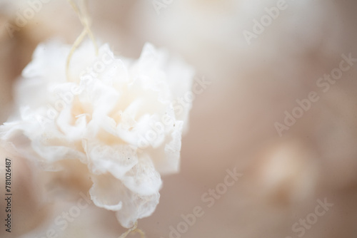 White Flower macro photography abstract art 