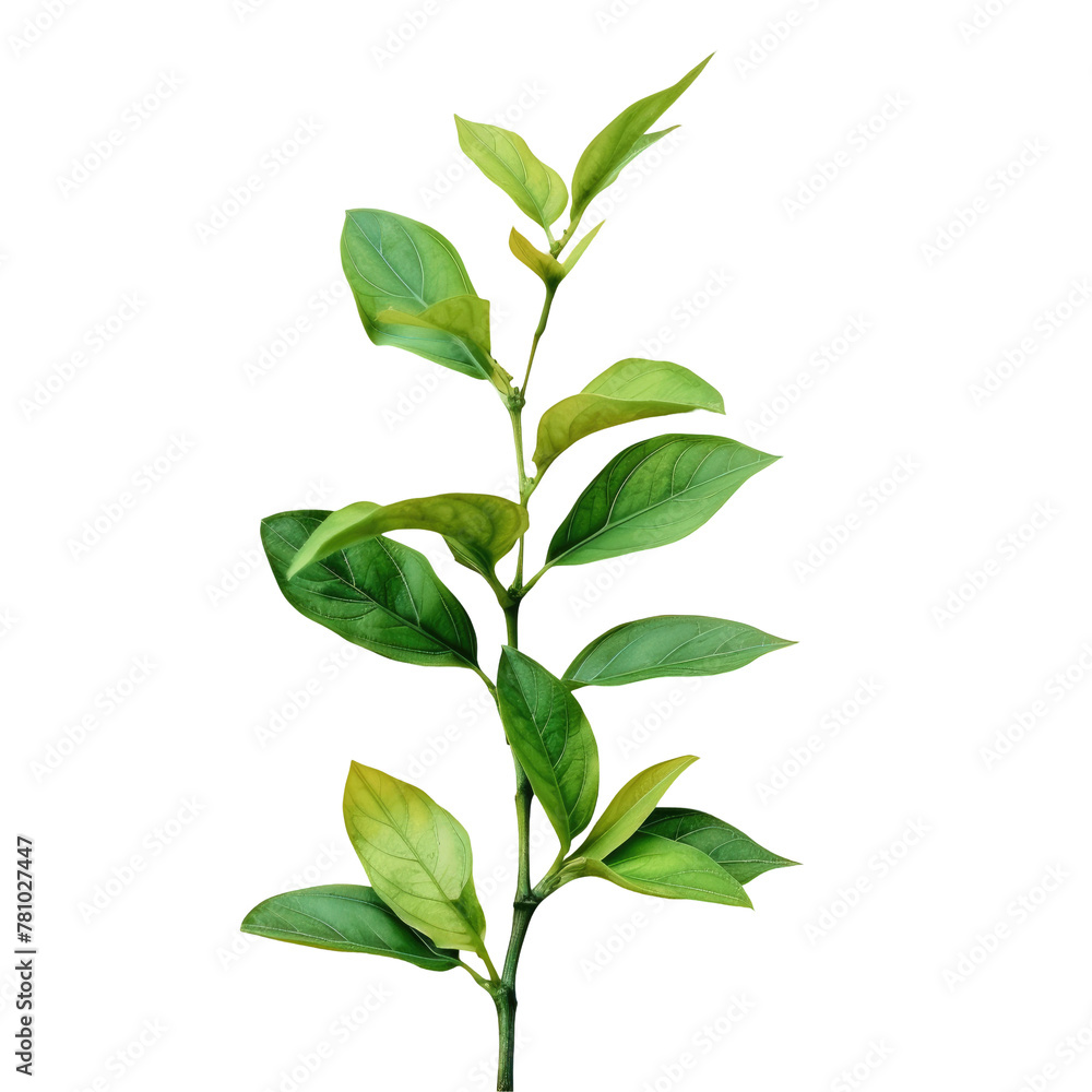 A small plant with green leaves on a Transparent Background A small plant with green leaves on a Transparent Background