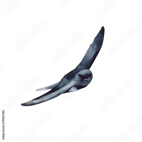 Swallow, martlet. Clear white sky, bird in natural habitat. Barn swallow flying, wings spread. Hirundo rustica on white background. Wildlife. Tattoo design, watercolor art, wild animals, free