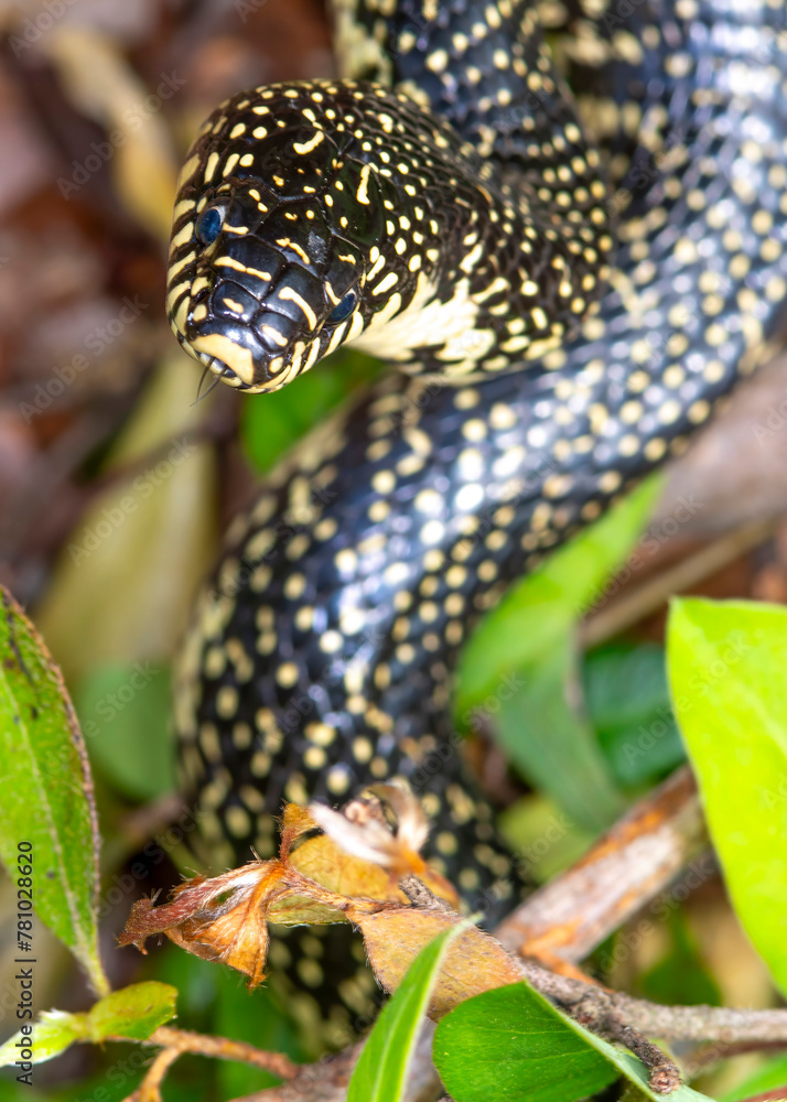 Fototapeta premium Speckled King Snake