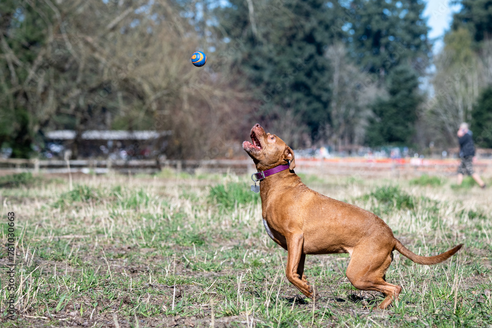 Happy pitbull playing fetch with a ball in an off leash dog park on a sunny day in early spring, jumping up to catch the ball
Happy pitbull playing fetch with a ball in an off leash dog park on a sunny day in early spring, jumping up to catch the ball