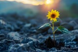 Sunflower Radiating Positivity and Resilience in the Face of Adversity