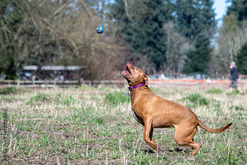 Happy pitbull playing fetch with a ball in an off leash dog park on a sunny day in early spring, jumping up to catch the ball 