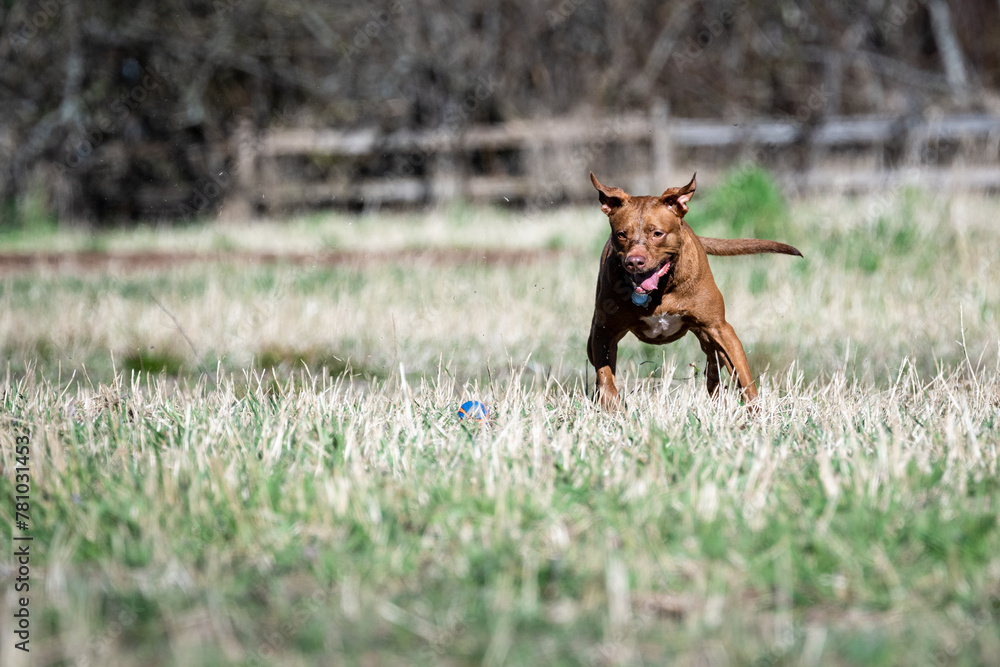Happy pitbull playing fetch with a ball in an off leash dog park on a sunny day in early spring, running fast
Happy pitbull playing fetch with a ball in an off leash dog park on a sunny day in early spring, running fast