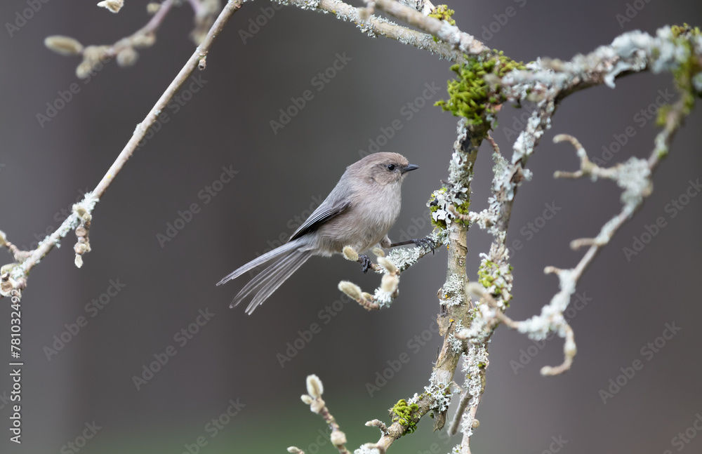 Naklejka premium An american bushtit 