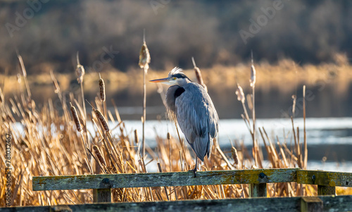 A great blue heron 