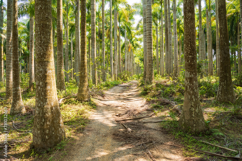 Palm tree jungle near Muse Lake in Qiongzhong, Hainan, China