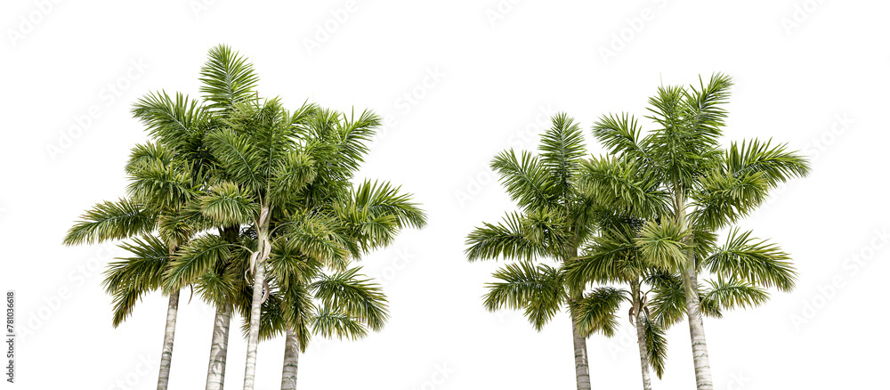 Look from below palm trees isolated on white
 - obrazy, fototapety, plakaty 