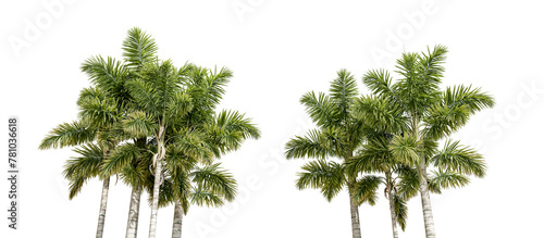 Look from below palm trees isolated on white
