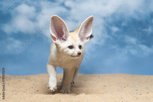Fotografie The Fennec Fox (Vulpes zerda) is the smallest fox species native to the deserts of North Africa
