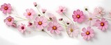 Clean and simplistic arrangement of cosmos flowers captured from above, leaving room for your personalized text.