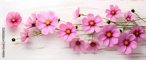 Clean and simplistic arrangement of cosmos flowers captured from above  leaving room for your personalized text.