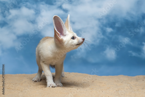 The Fennec Fox  Vulpes zerda  is the smallest fox species native to the deserts of North Africa.