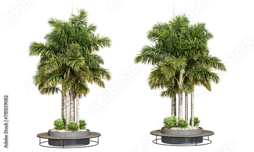 Palm trees tub with seating in park isolated on white